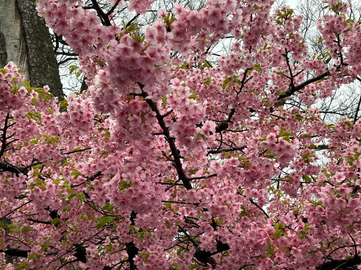 小田原城の桜