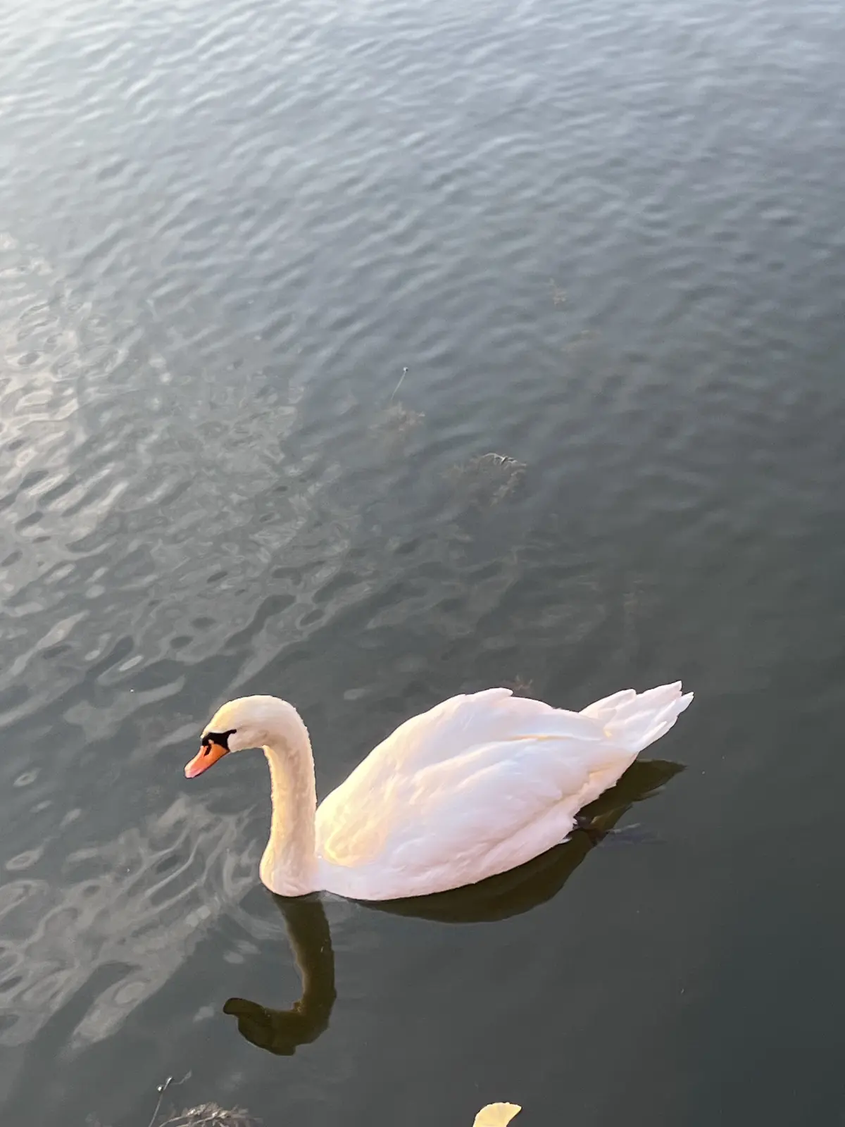 お花好きメンバーでキラキラ観賞♪日比谷〜の画像_14