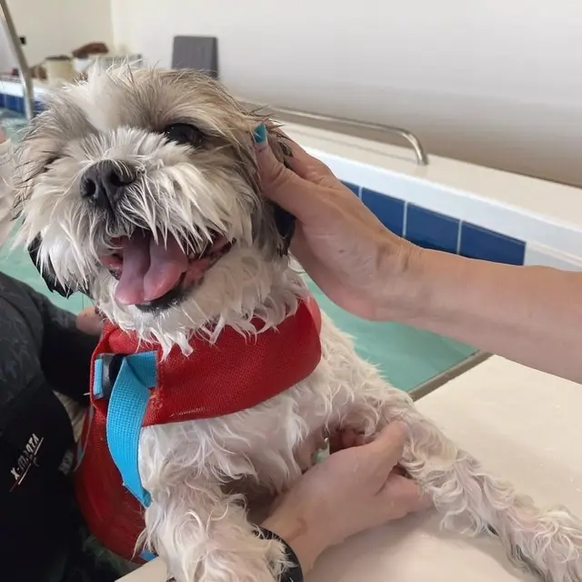 愛犬との旅行の画像_6