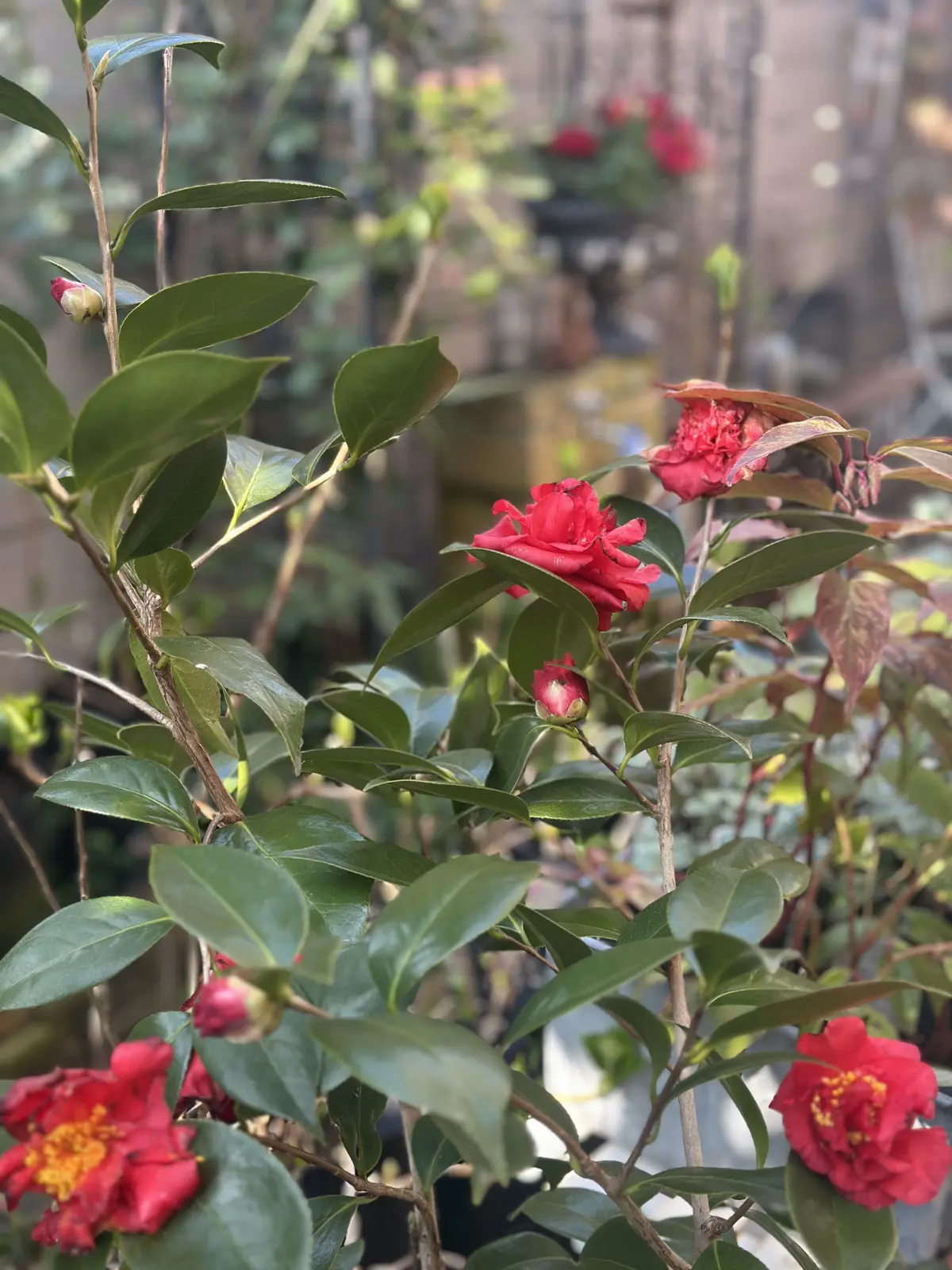 春分あけ、春の陽気に包まれて・・・の画像_4