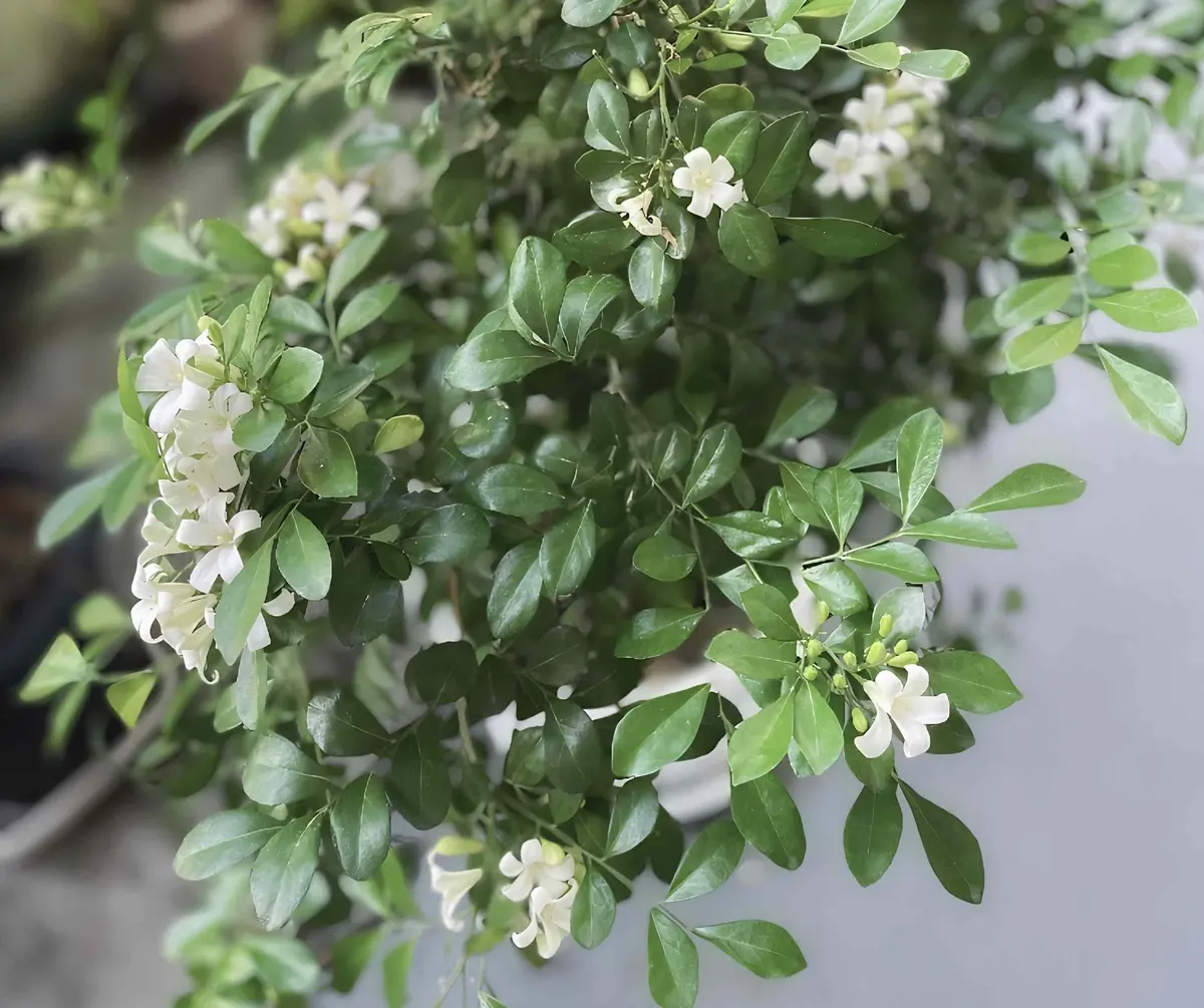 ９月に入って、この数年ずっと調子が悪かったシルクジャスミンが満開に咲いてくれました！
