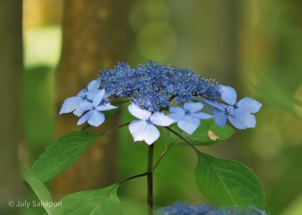 【さかぽんの冒険】海とアジサイの旅❤️@の画像_6