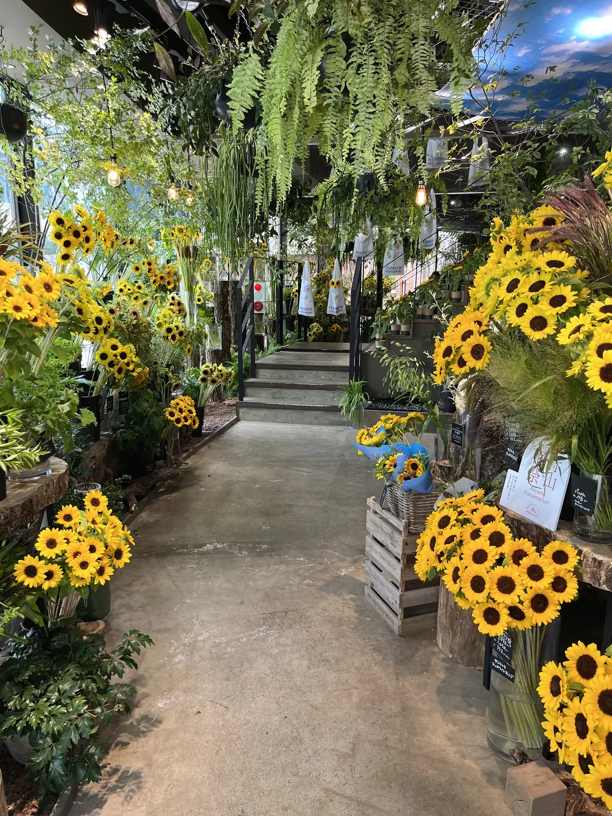 青山でヒマワリを楽しむの画像_13