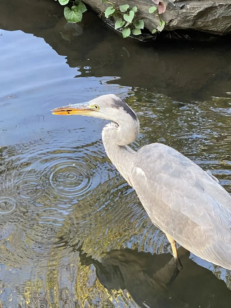カニを捕まえたサギ