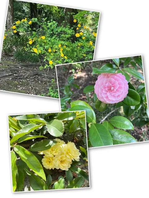 旧古河庭園の花