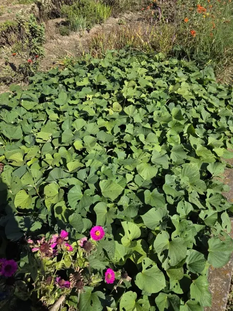 秋の収穫の画像_3