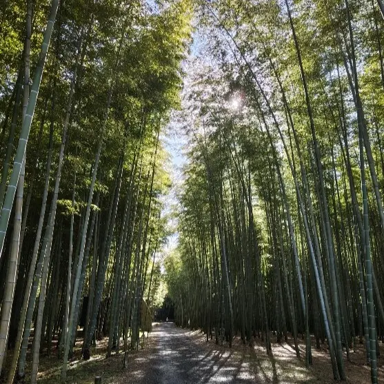 広大な竹林に癒される～栃木県宇都宮市にての画像_1
