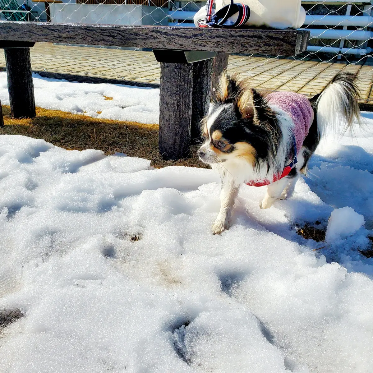 雪のドッグラン！