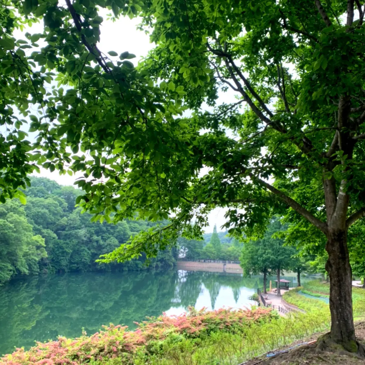 ぎふワールド・ローズガーデンの画像_6