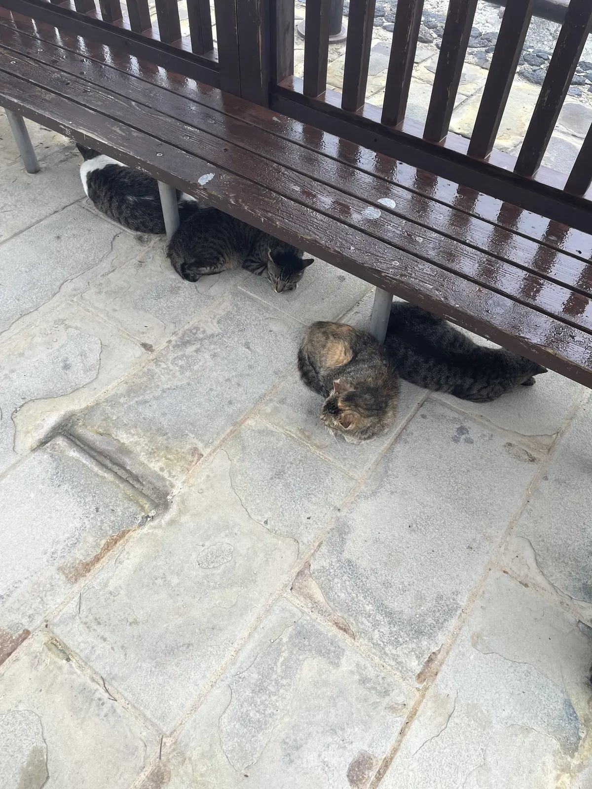 初かもめに乗って長崎へ、そして雲仙地獄巡の画像_22