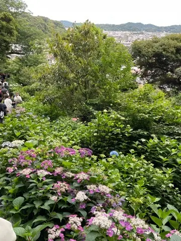 リアルタイムでお伝えする、鎌倉長谷寺あじの画像_13