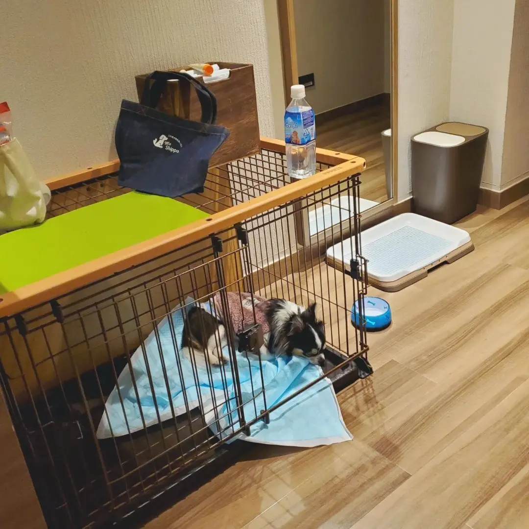 ゲージやお皿は完備！お散歩セットのプレゼントあり！