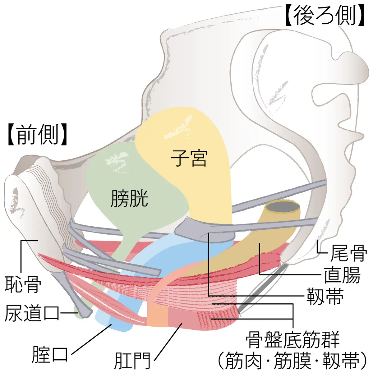 OurAge×Webエクラ　骨盤底筋イラスト