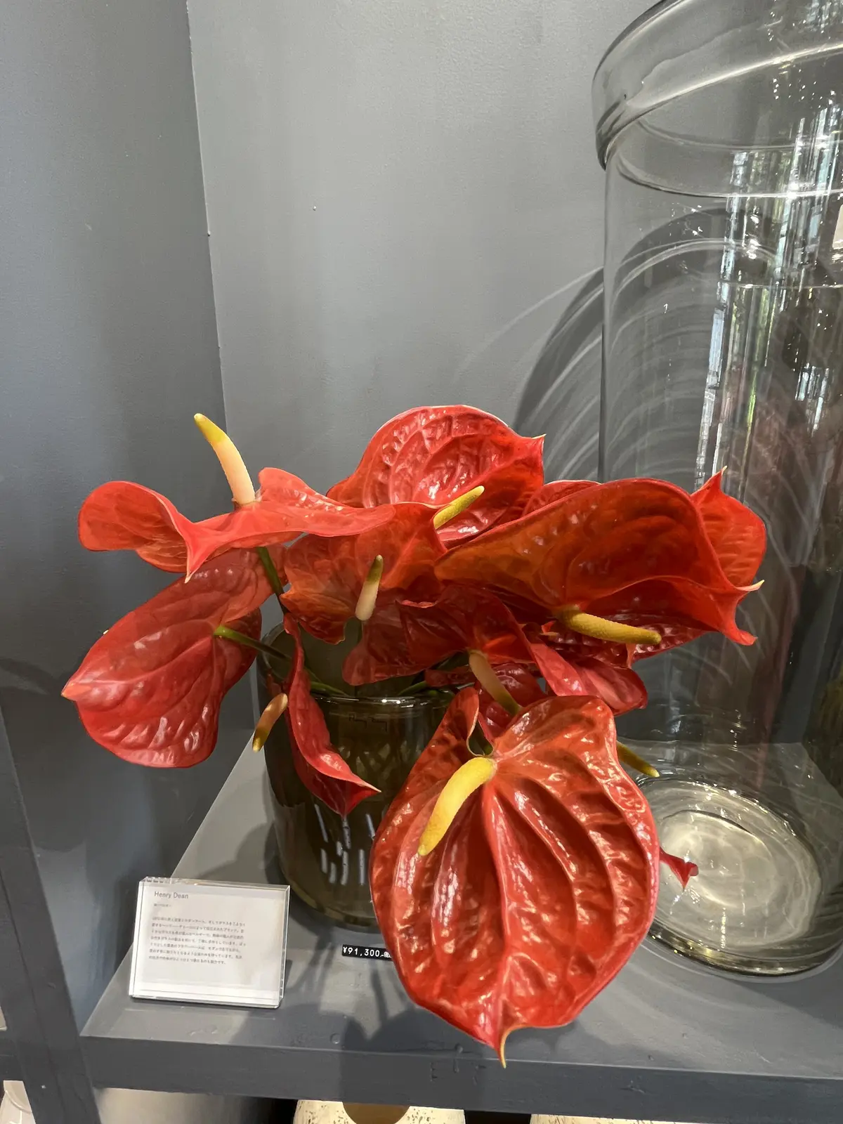 青山でヒマワリを楽しむの画像_18