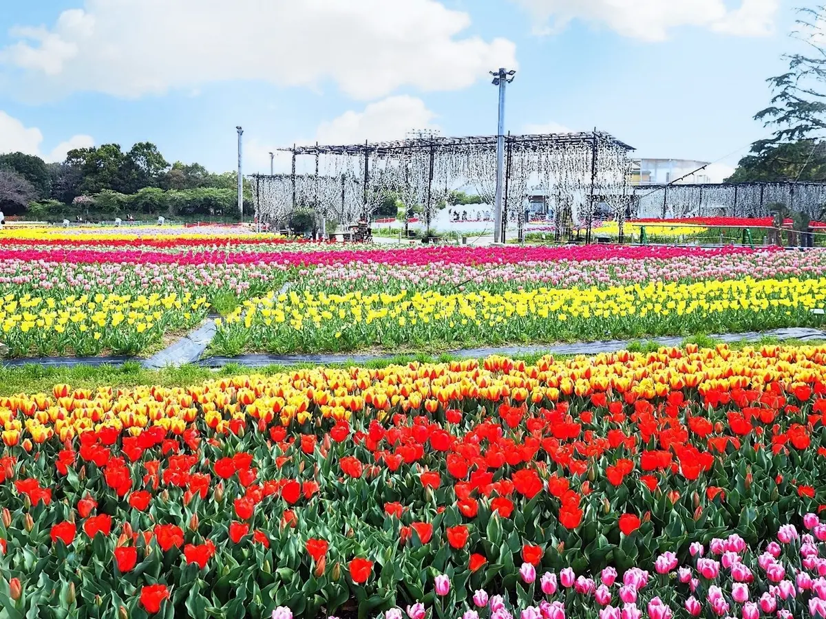 「なばなの里」3月下旬～4月中旬頃開催チューリップまつり