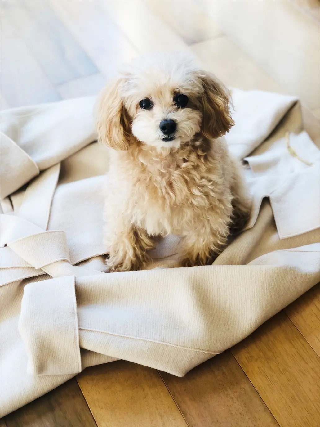 オフホワイトのコートの画像_3