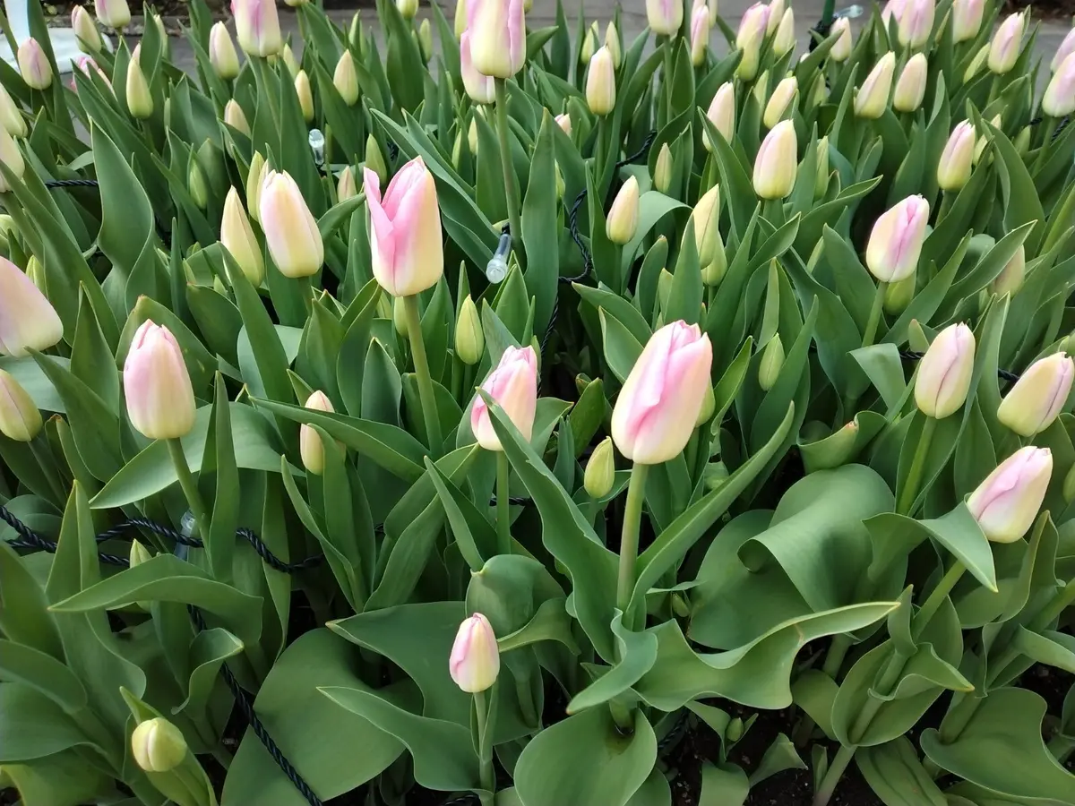 江の島サムエル・コッキング苑のチューリップ