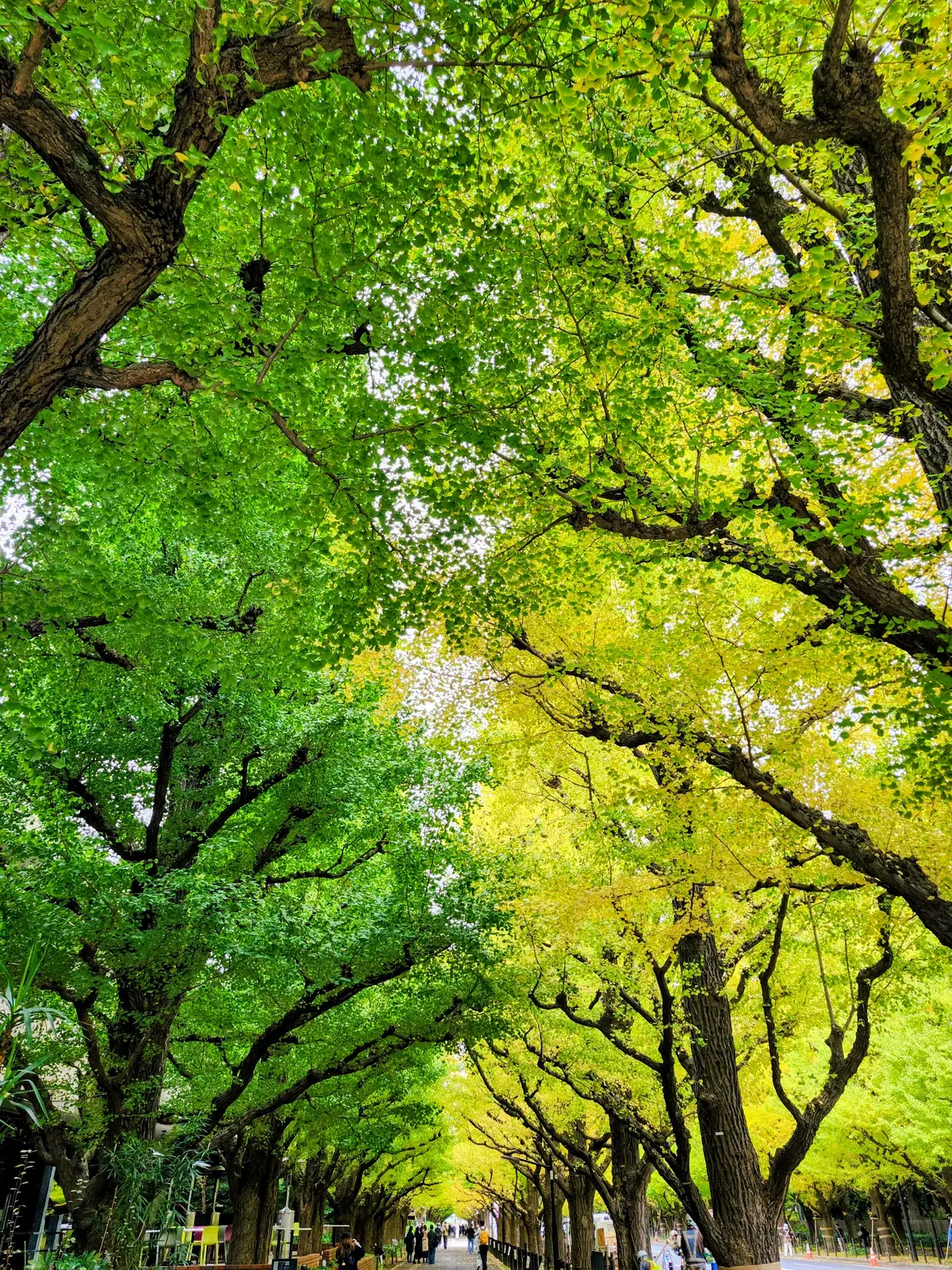 神宮外苑、銀杏並木、紅葉、2025年、ZARA、秋ファッション、秋コーデ、とやま鮨、オーバカナル、銀座ランチ、40代ファッション