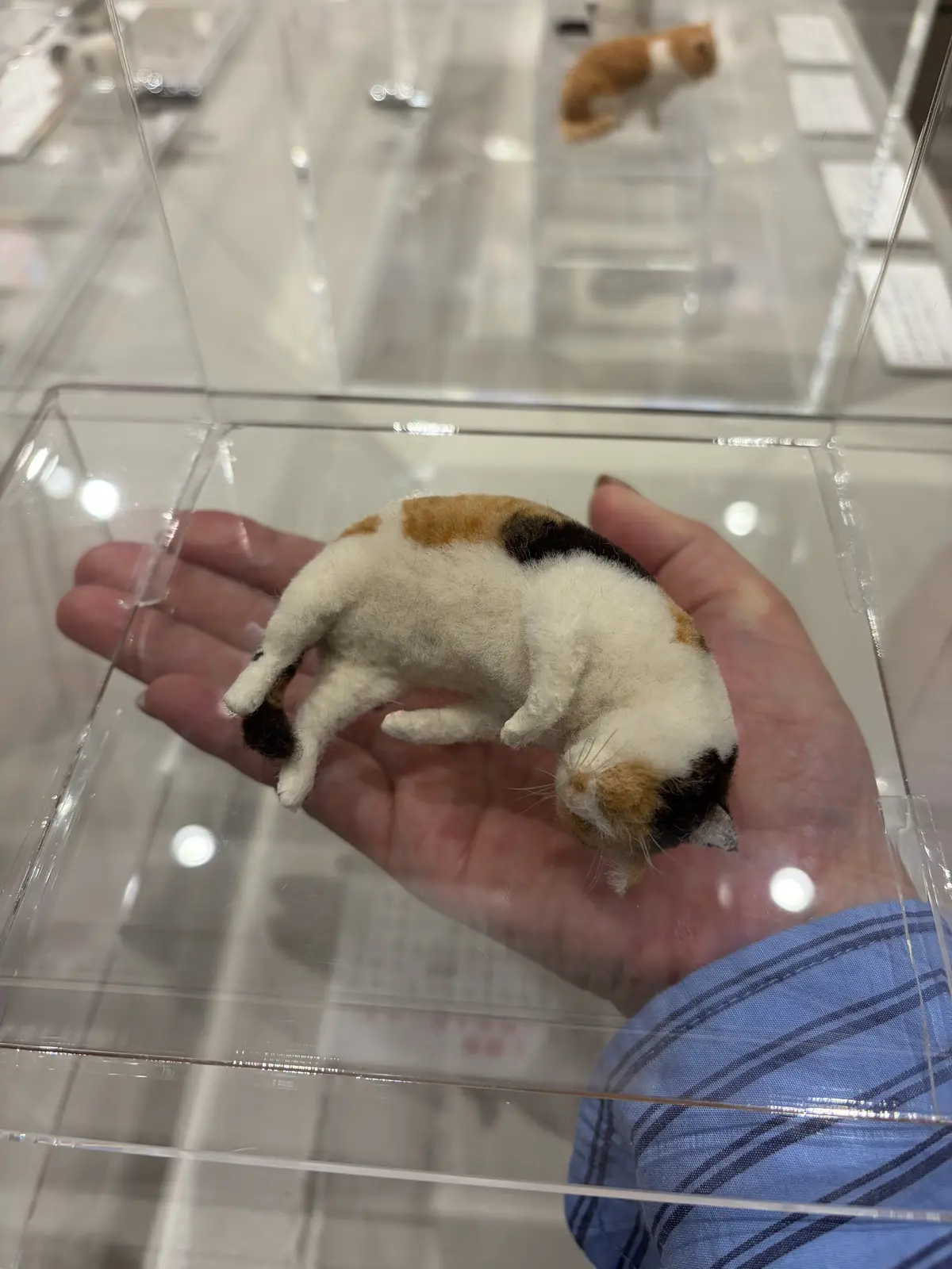 雨の日本橋散策 with Jマダムの画像_6