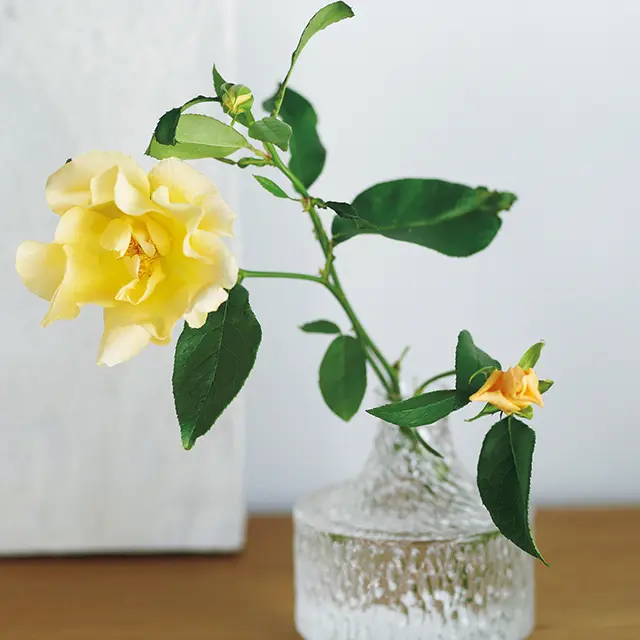 フリル状の花びらがふんわり広がるバラ、ソ フィアは一輪で十分に存在感が。