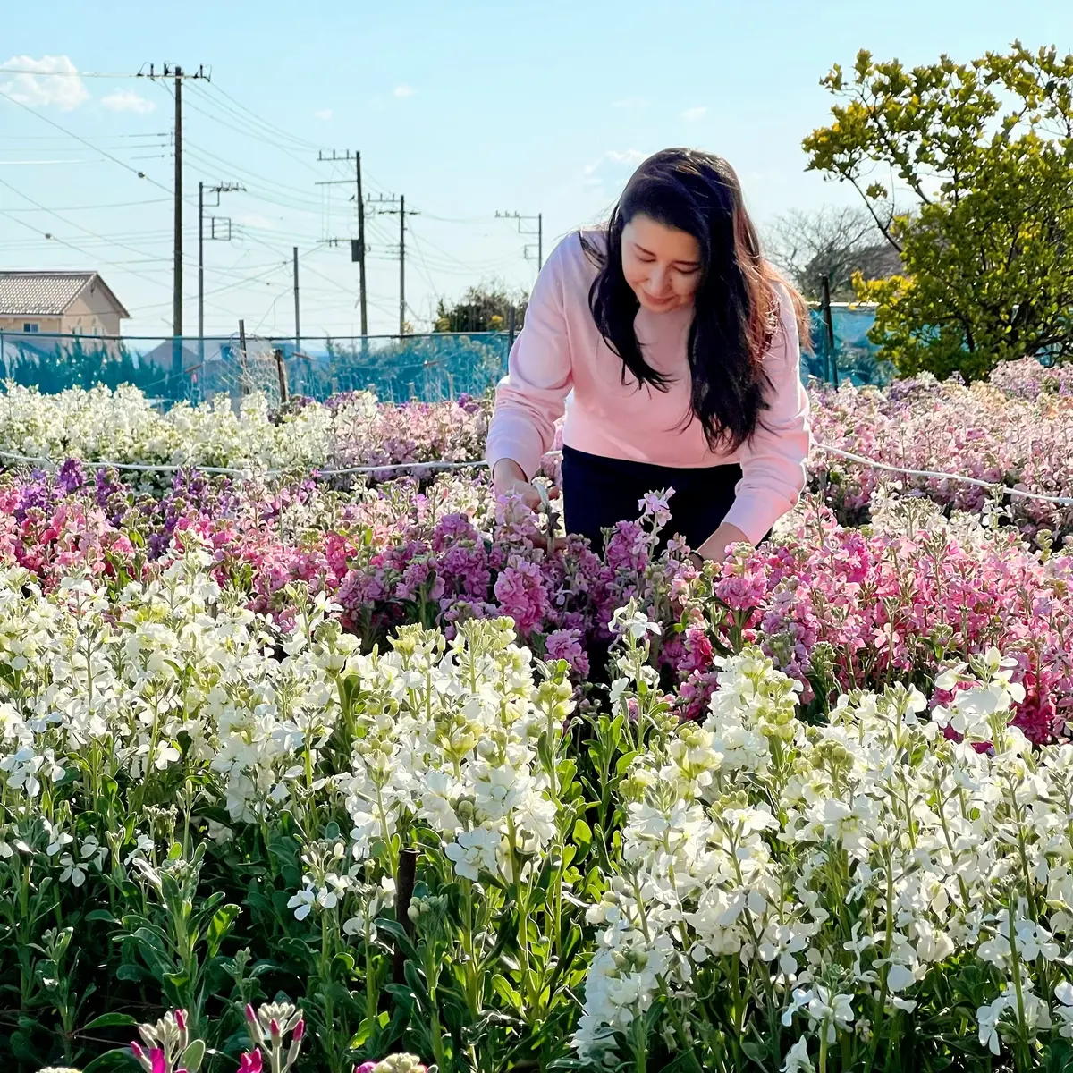 春のお出かけ♪南房総へ花摘みに行ったら最の画像_15