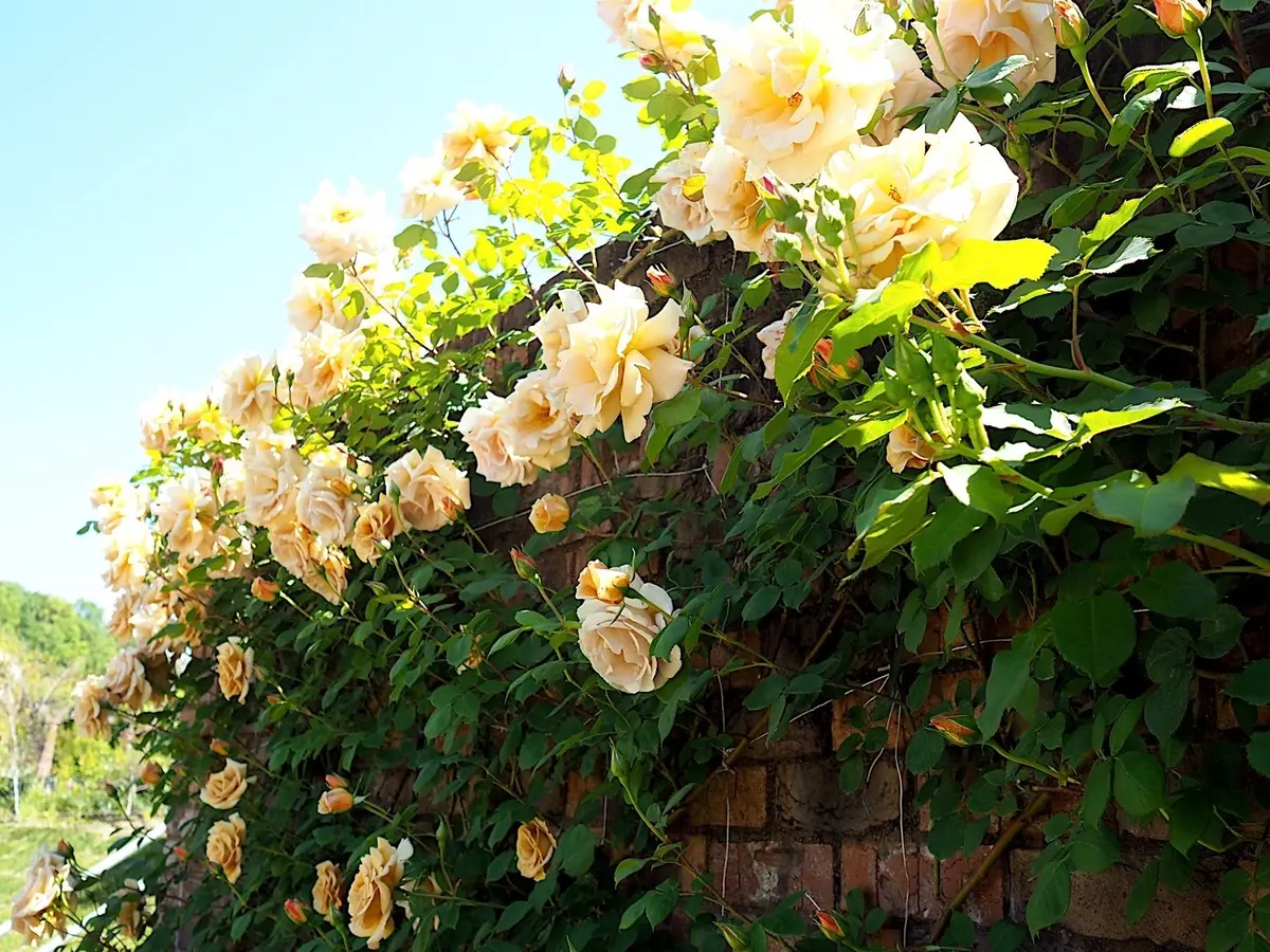 初夏の白ワンピコーデで♡ぎふワールド・ロの画像_8