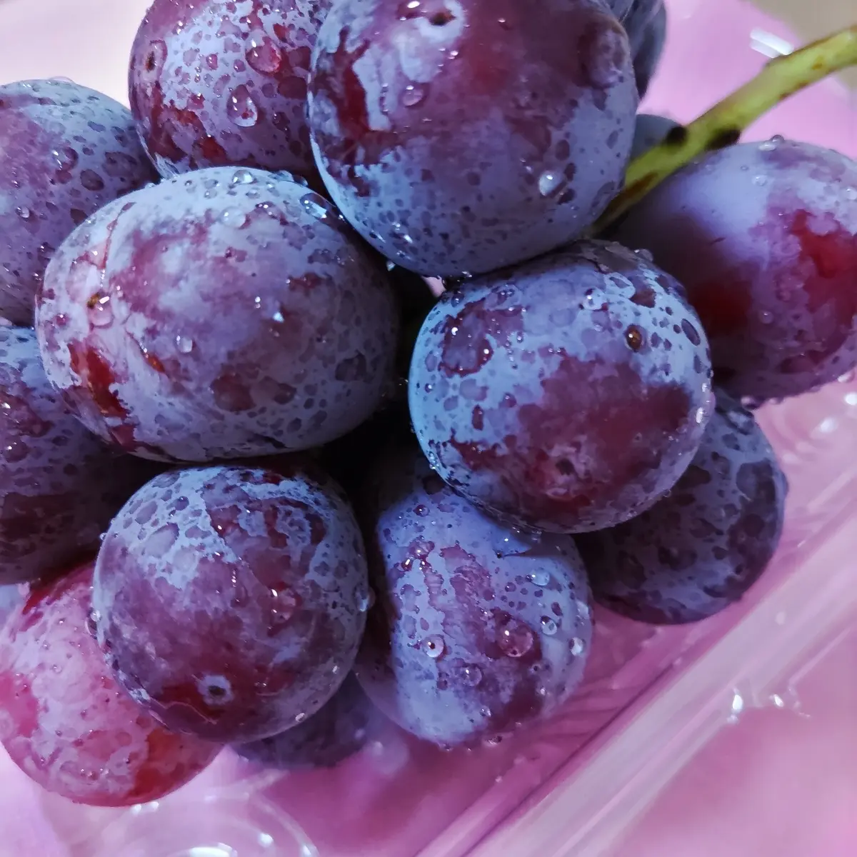 『二十世紀梨』の画像_9