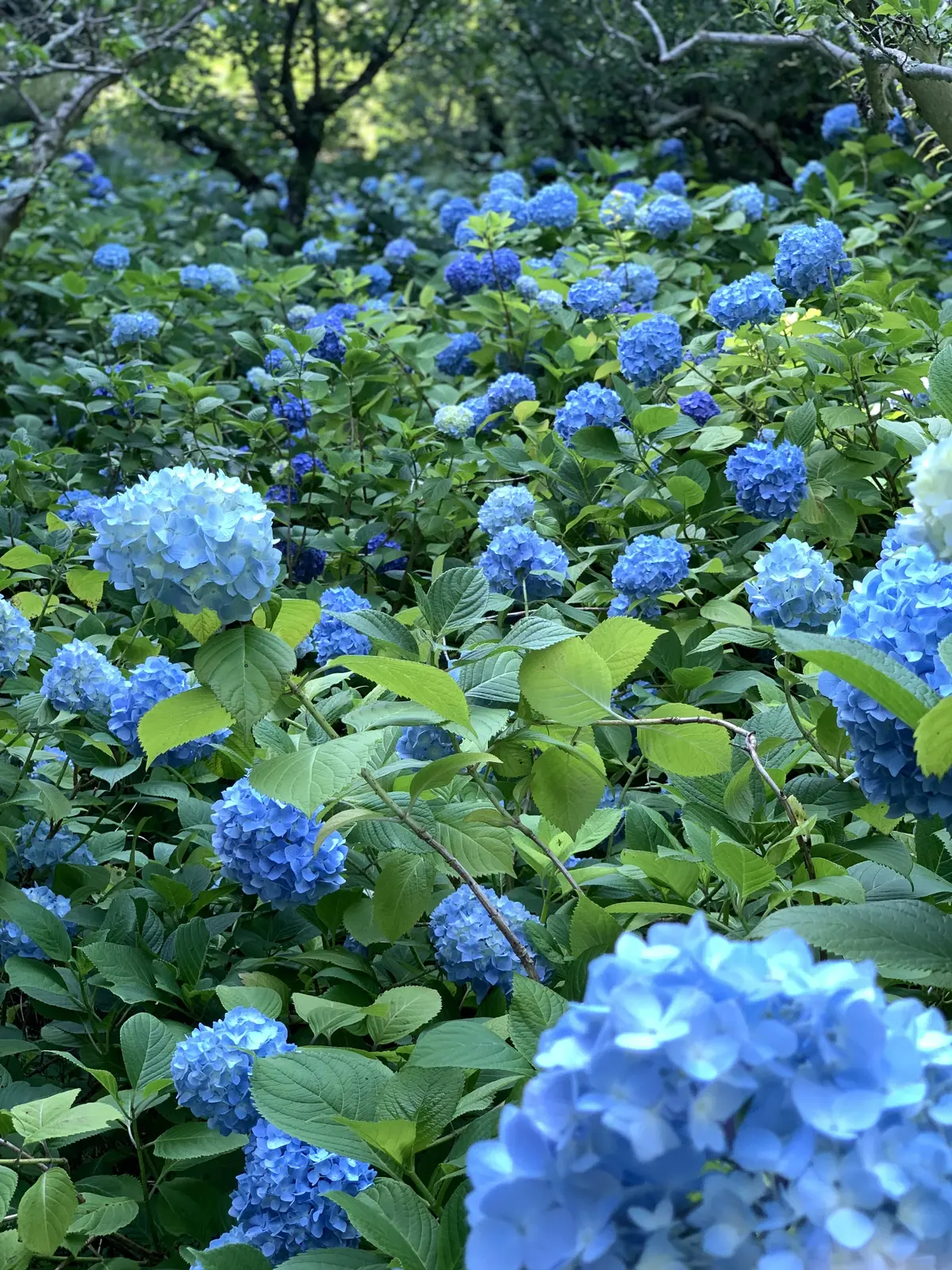 鎌倉紫陽花　寺　明月院　　あじさい
