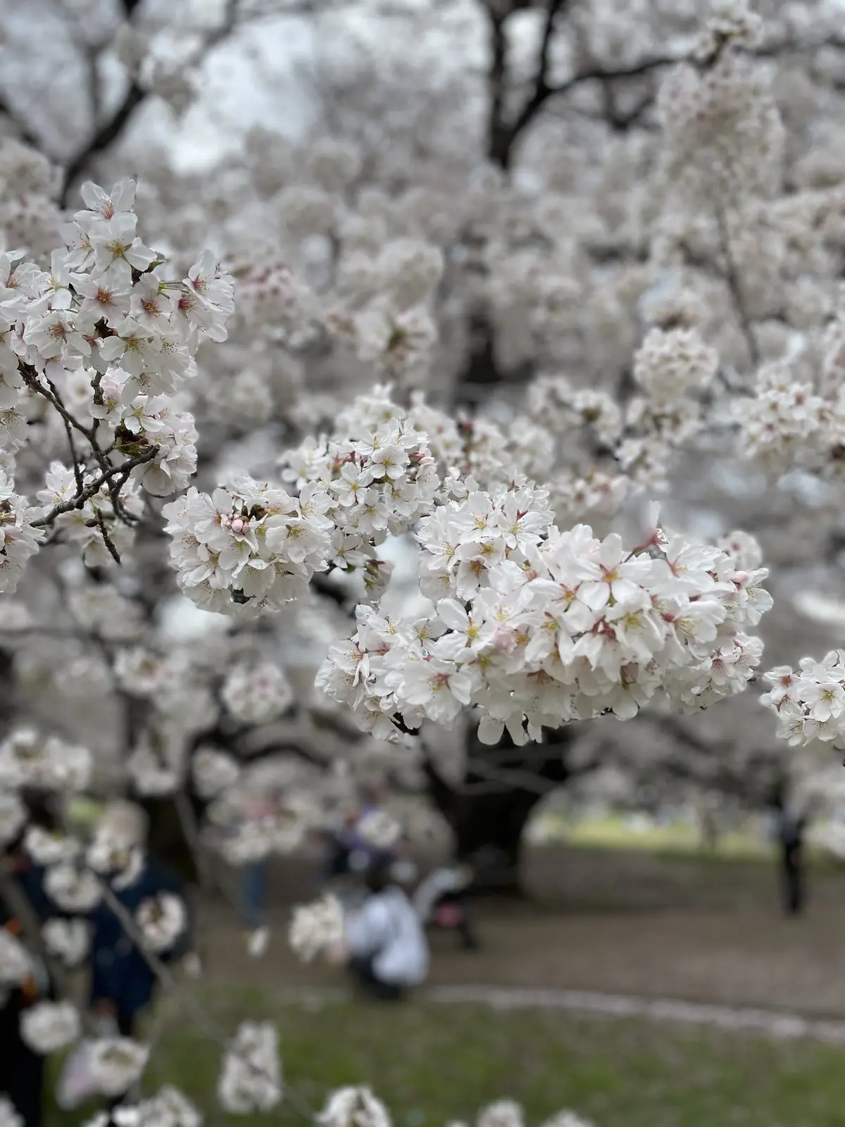 桜満開の大波｢砧公園｣♡｢五感に触れる｣の画像_2
