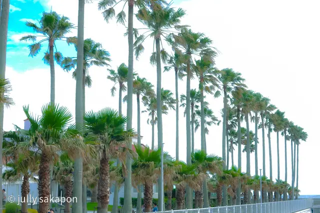 【さかほんの冒険】南国Hawaii？！❤の画像_8