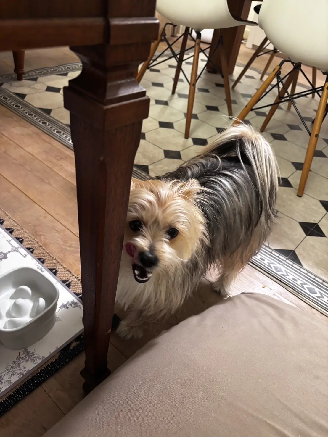 帰宅してからはご褒美でささみを茹でてあげました！