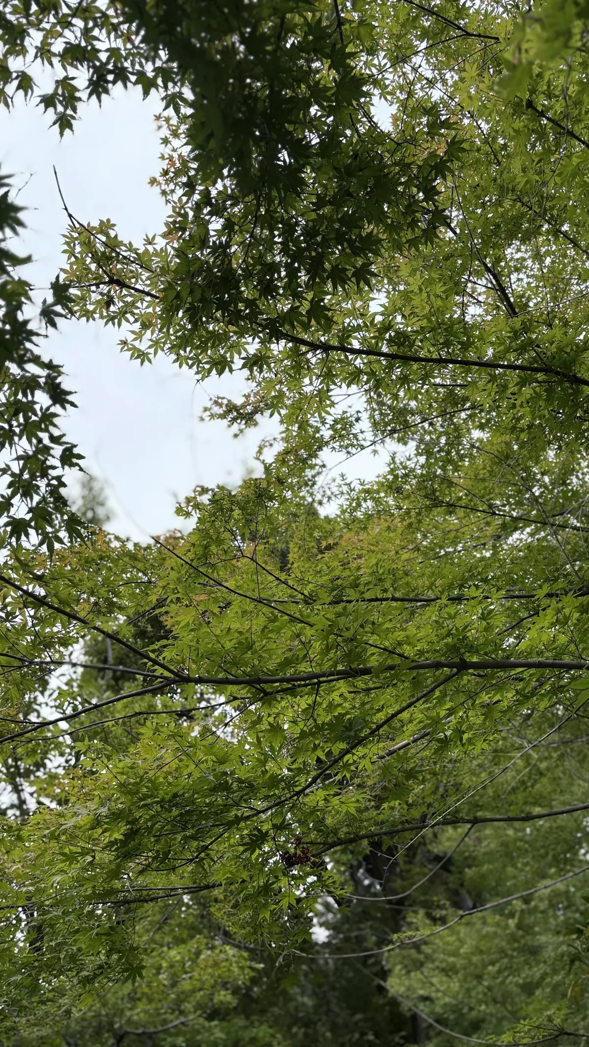 深大寺　秋の空　街路樹