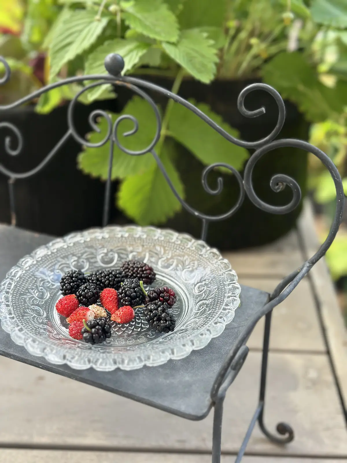 我が家のルーツポーチガーデンの画像_9