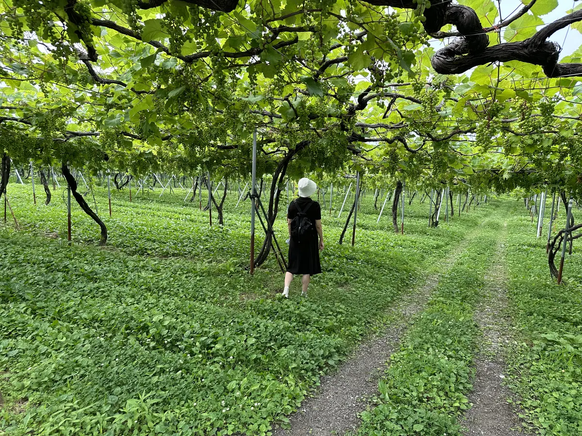 125年の歴史を誇る新潟のワイナリーを訪の画像_4