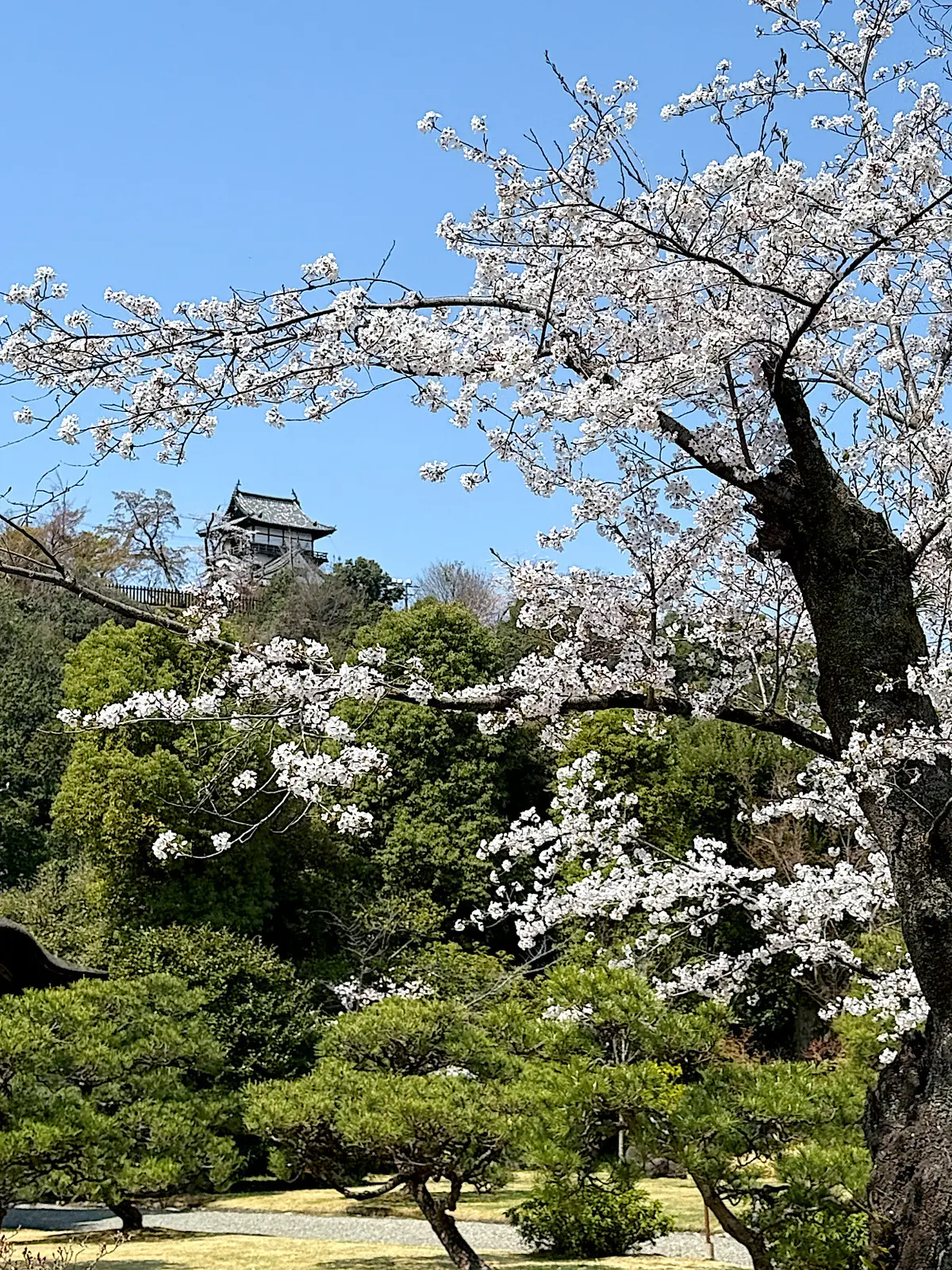 犬山城と有楽苑の桜の木
