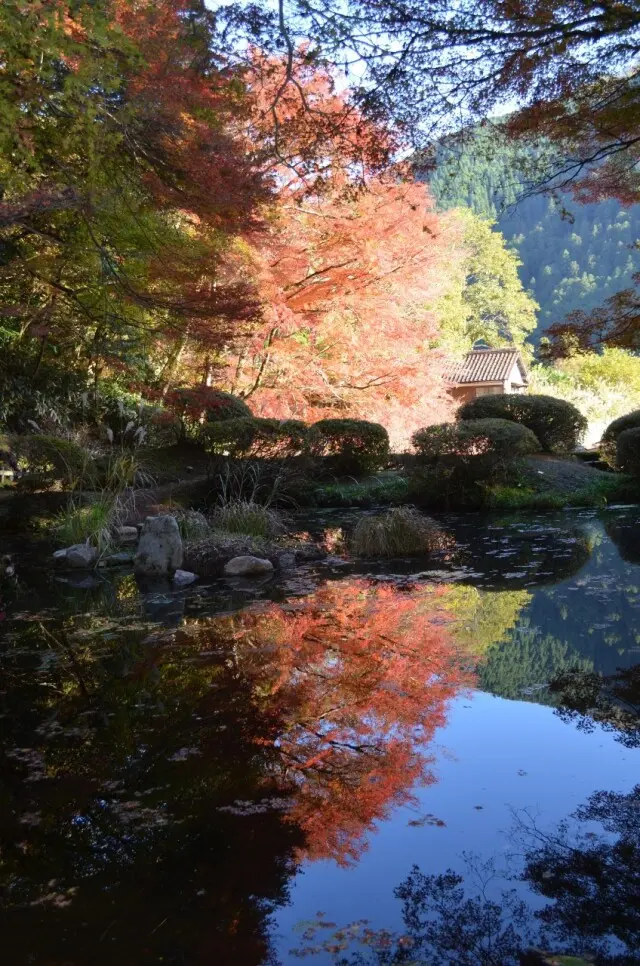 秋を探し求めて…紅葉に大銀杏に、行列の出の画像_8