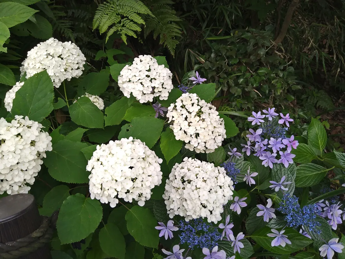 長谷寺の紫陽花