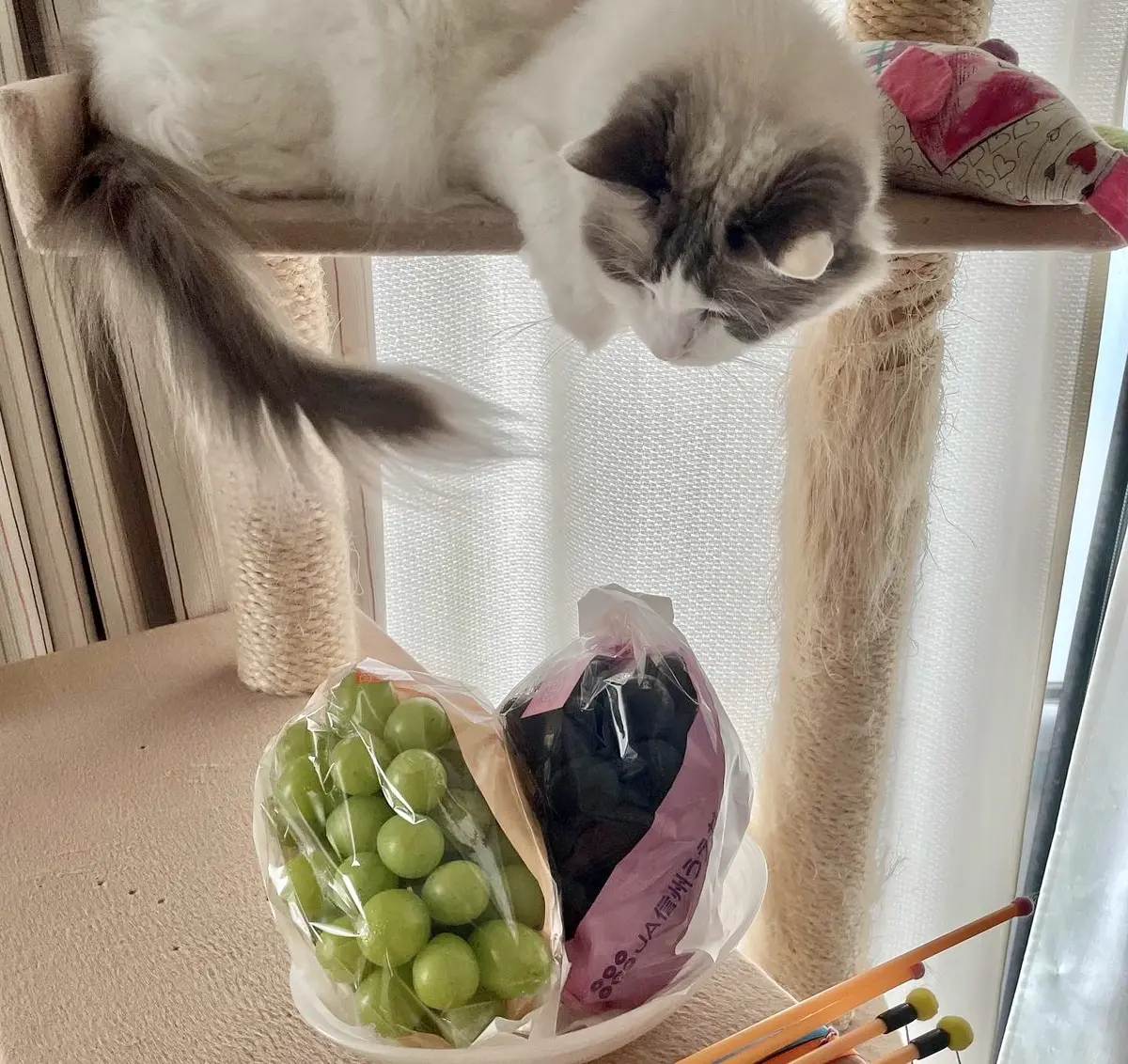 キャットタワーと猫と葡萄