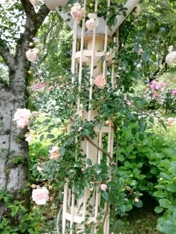 鉄の柱に絡む薔薇の蔦