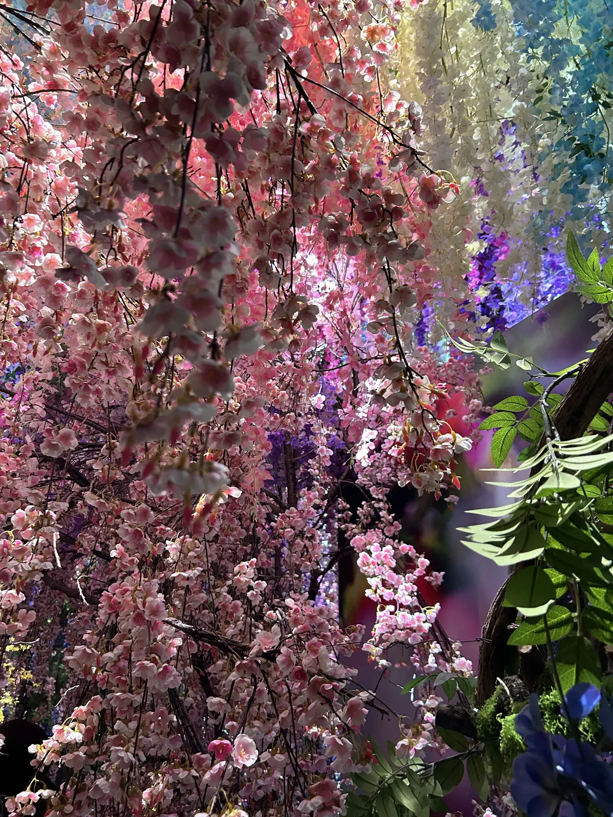 ♡初♡2024華組新メンバーで虎ノ門ヒルの画像_3