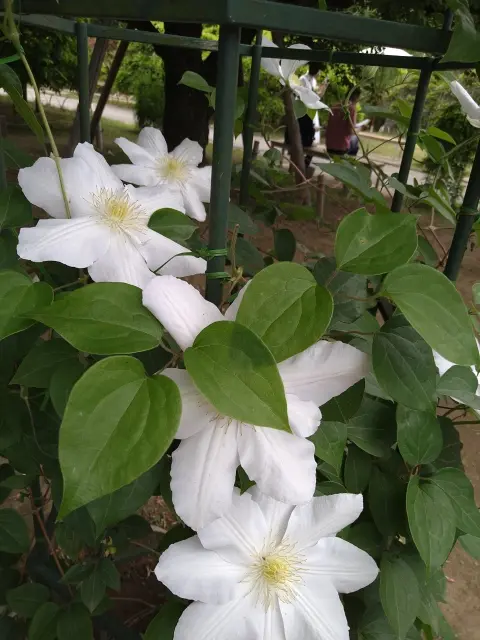 藤の花からバラへ❀フラワーパークを楽しむの画像_8