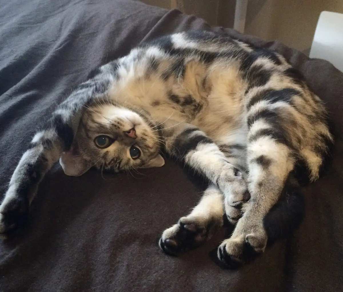 子猫時代のアランの謎ポーズ