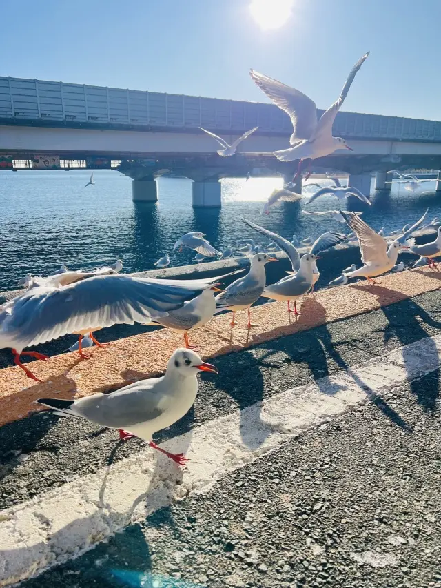 浜松市周辺散策の画像_17