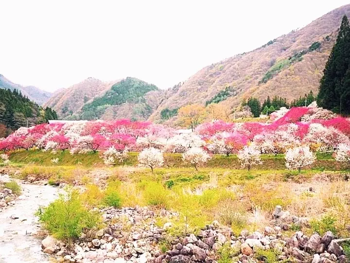 大自然に佇む山のベーカリーとハナモモの名の画像_2