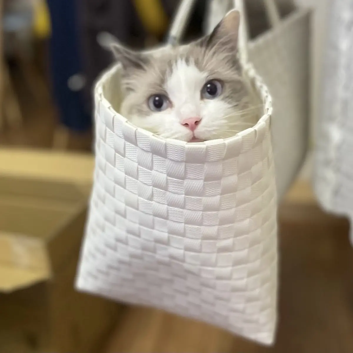 カゴバックに入っている上の子