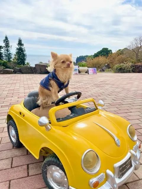 愛犬と春の伊豆へ♡の画像_3