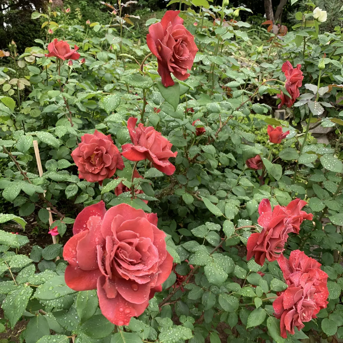 鳩山会館　薔薇園
