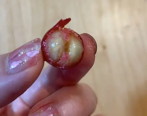 コーヒーチェリーを齧ってみた