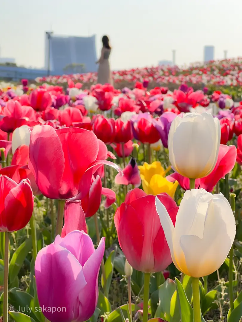 【さかぽんの冒険】チューリップとハンバーの画像_2