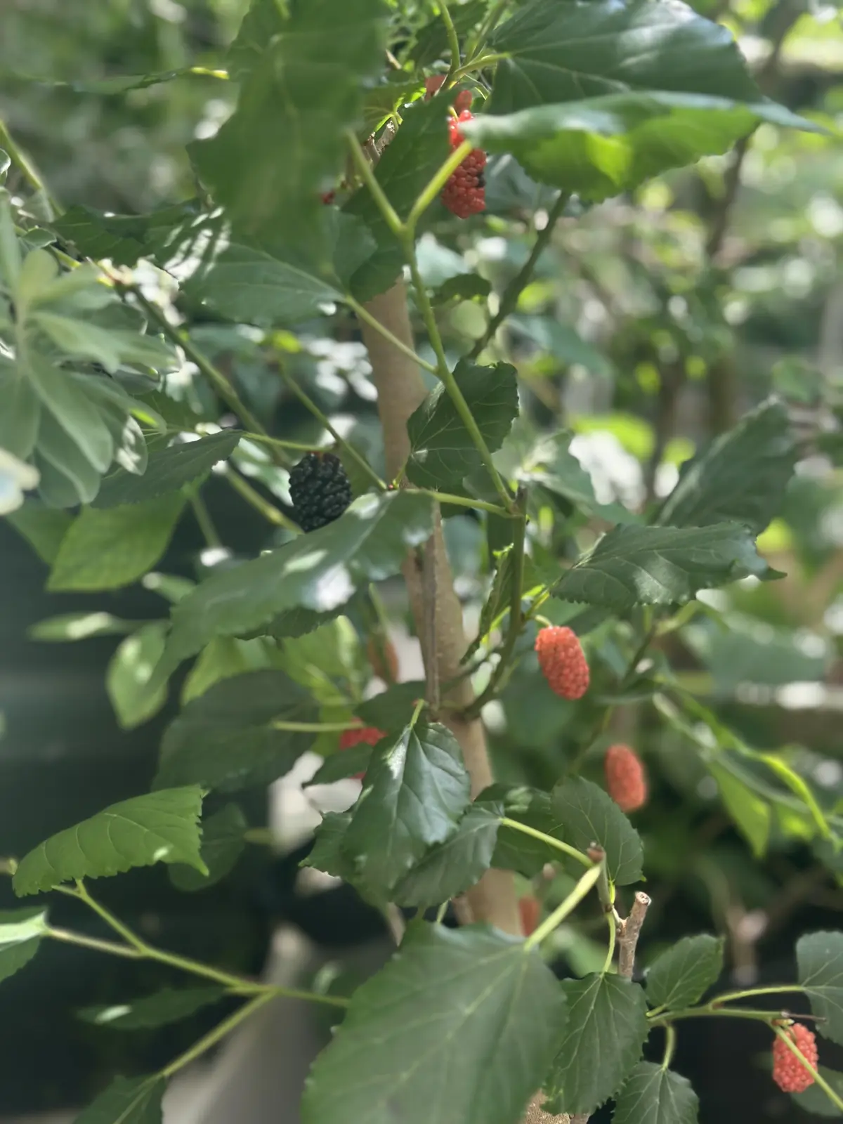 我が家のルーツポーチガーデンの画像_8